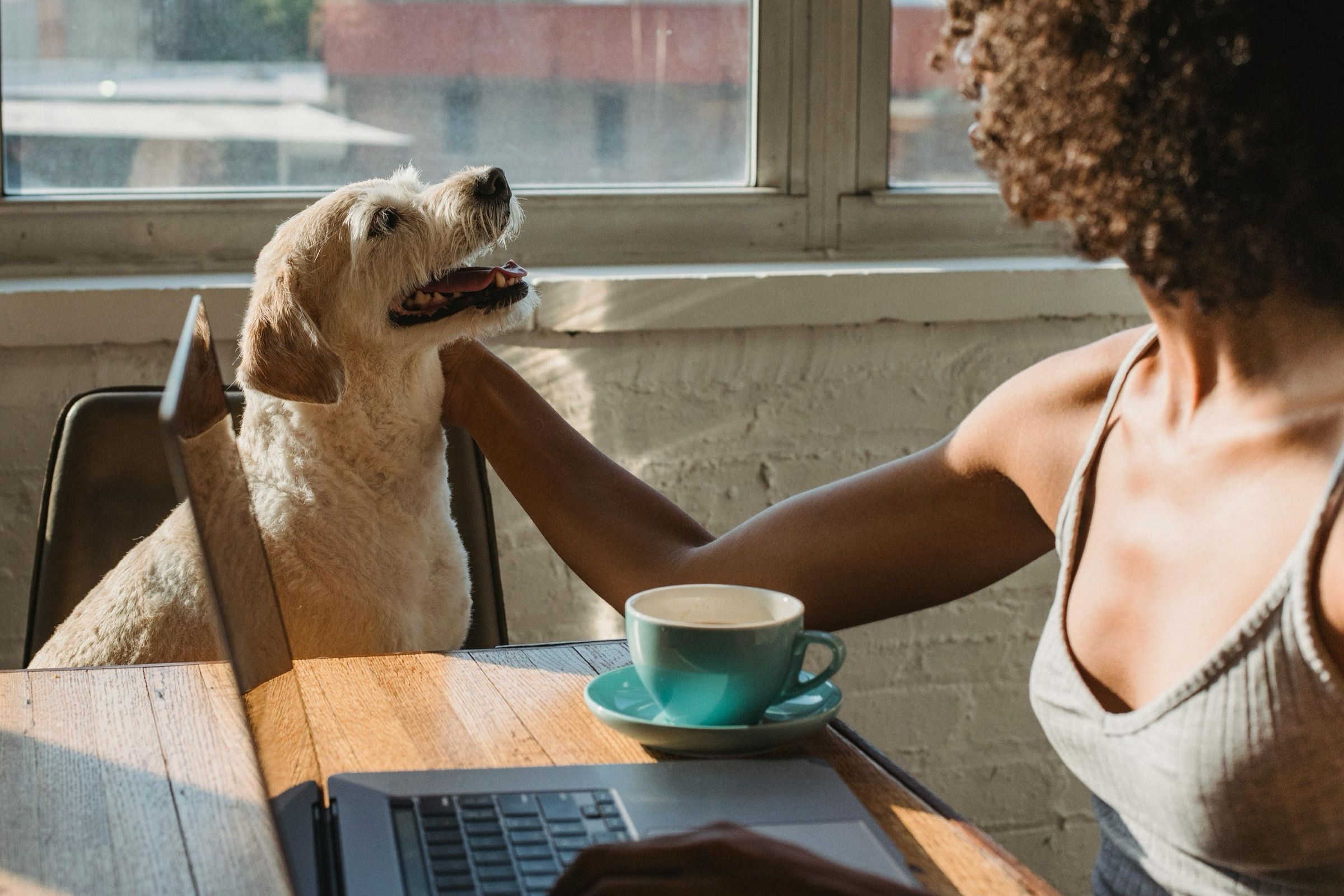 Un chien assis à une table de café près de la fenêtre, à côté de sa maîtresse.